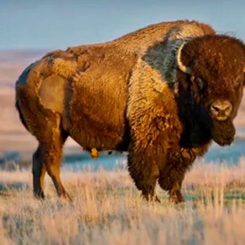 Our Inspiration the majestic American Bison